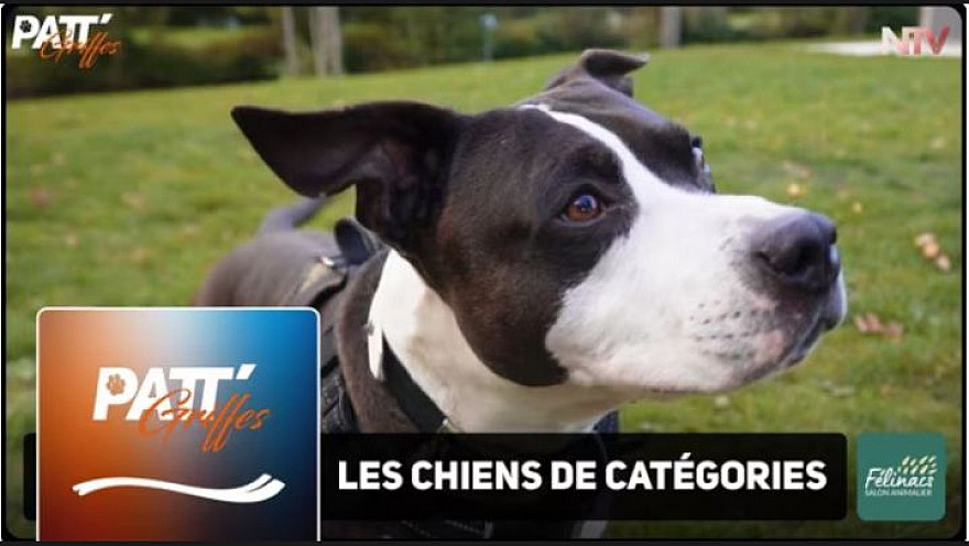 TV Locale Nantes - Qu’est-ce qu’un chien de catégorie ?